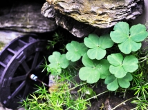 �ҵ�❤��һ��С����