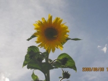 ��� ���� ����